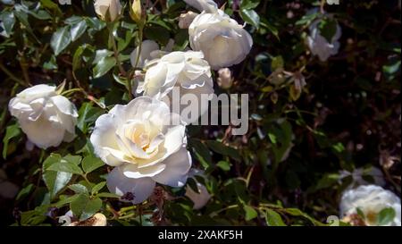 Rose a Coursan, Francia Foto Stock