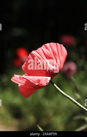 Grande fiore di papavero rosso decorativo. Grande fiore. Sfondo floreale naturale. I papaveri fioriscono in un parco o in un giardino. Lussureggiante fiore primaverile. Papavero durante la fioritura Foto Stock