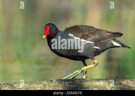 Common Moorhen, Gallinula chloropus, single adult walking on Ground, Hortobagy, Ungheria, 2 maggio 2024 Foto Stock