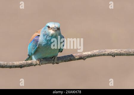 European Roller, Coracias garrulus, adulto singolo arroccato sul ramo, Hortobagy, Ungheria, 30 aprile 2024 Foto Stock