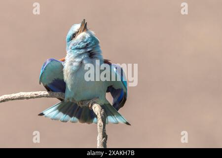 European Roller, Coracias garrulus, adulto singolo arroccato sul ramo, Hortobagy, Ungheria, 30 aprile 2024 Foto Stock