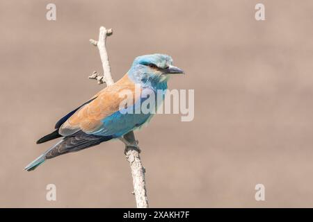 European Roller, Coracias garrulus, adulto singolo arroccato sul ramo, Hortobagy, Ungheria, 30 aprile 2024 Foto Stock