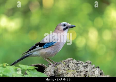 jay eurasiatico, Garrulus glendarius, adulto singolo arroccato a terra nella foresta, Hortobagy, Ungheria, 1° maggio 2024 Foto Stock