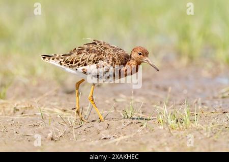 Ruff, Philomachos pugnax o Calidris pugnax, maschio adulto in nidificazione plumage walking on Shallow vegetation, Hortobagy, Ungheria, 29 aprile 2024 Foto Stock