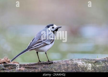 White Wagtail, Motacilla alba, adulto singolo in piedi sul ramo d'acqua, Hortobagy, Ungheria, 2 maggio 2024 Foto Stock