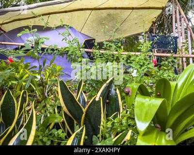 Nord America, Caraibi, grandi Antille, isola di Hispaniola, Repubblica Dominicana, provincia di la Altagracia, la Romana, vista di una tenda presso Eco River House Glamping Foto Stock