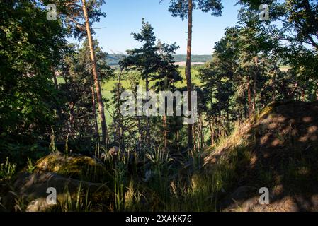 Foresta lungo il sentiero escursionistico Löbbeckestieg nei Monti Harz, sentiero di cresta lungo il Teufelsmauer, che conduce dal Großvaterfelsen vicino a Blankenburg all'Hamburger Wappen vicino a Timmenrode, Sassonia-Anhalt, Germania Foto Stock