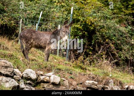 Un asino nella natura selvaggia montuosa del lago di Como, Italia Foto Stock