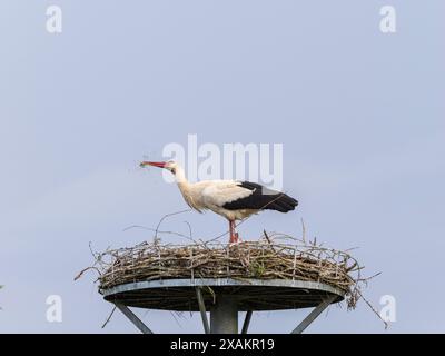 Cicogne nel nido (eyrie) in Turingia. Foto Stock