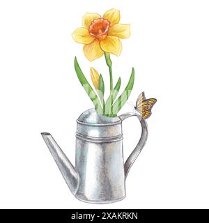 Narcisi gialli in una lattina da irrigazione. Illustrazione ad acquerello disegnata a mano su sfondo bianco. Clipart sul tema dell'orto primaverile, orto, fa Foto Stock