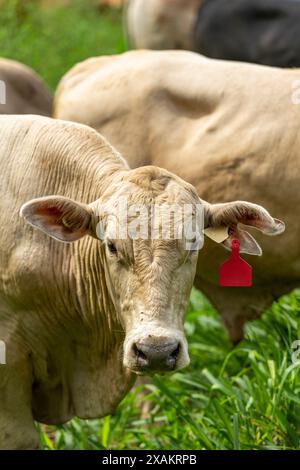 Bestiame Brangus al pascolo in America Latina - foto stock Foto Stock