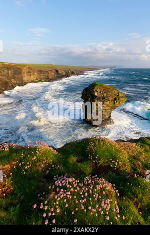 Lo Spord Sea stack, Isole Orcadi Foto Stock