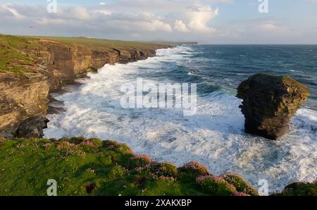 Lo Spord Sea stack, Isole Orcadi Foto Stock