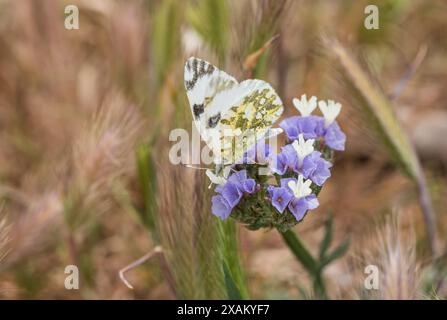 Foraging Eastern Dapped White (Euchloe ausonia) a Knidos, SW Turkiye Foto Stock