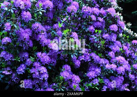 Un denso gruppo di vivaci fiori di rododendro viola in piena fioritura, circondati da foglie di verde scuro. Foto Stock