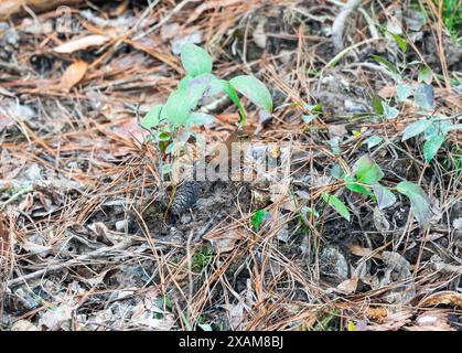 Un Winter Wren alla ricerca di cibo nel Forest Floor del Congaree National Park, in South Carolina Foto Stock