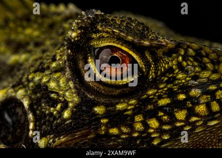 Occhio lucertola del Drago della Foresta coronato Foto Stock