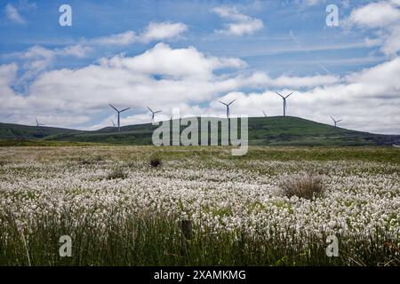 Scout Moor Windfarm sopra Cotton Grass Moorland. Foto Stock