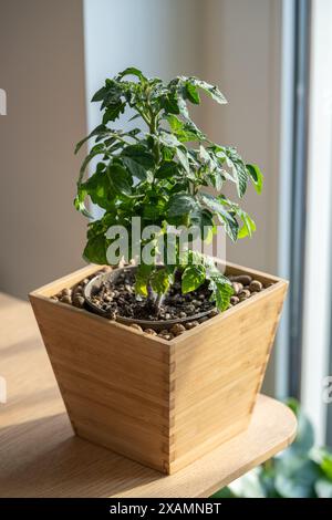 Coltivare piccoli pomodori ciliegini in una pentola di legno a casa, focalizzazione morbida, primi piani di pomodori in patate Foto Stock