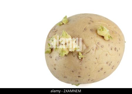 Una foto ravvicinata di una patata germogliata su sfondo bianco, che mostra i suoi intricati dettagli e l'emergere di una nuova vita. Copia spazio. Foto Stock