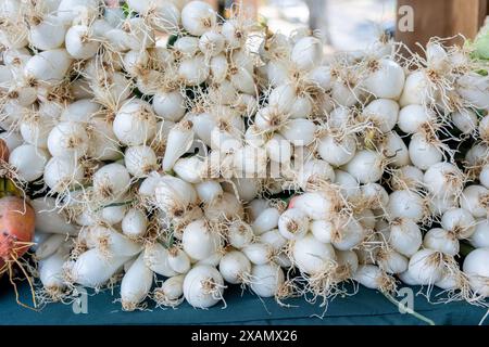 Cipolle bianche appena raccolte: Un assaggio del Bounty della natura Foto Stock