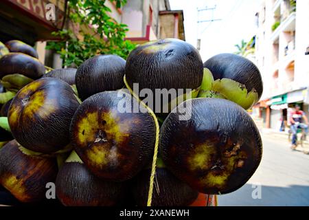 Borassus flabellifer, comunemente noto come palma doub, palma palmyra, tala o palma tal, palma toddy, palma lontar, palma da vino, ထန်းပင် o mela ghiacciata Foto Stock