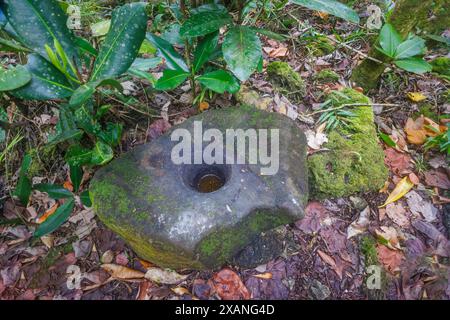 Una delle molte pietre lucaniche lungo il sentiero Pågat vicino a un antico villaggio, Guam, Micronesia. Questi utensili in pietra furono usati dall'antica Chamoru Foto Stock
