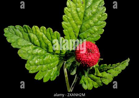 Splendida Duchesnea indica rossa fiorita o fragola di faise su sfondo nero. Primo piano della testa dei fiori. Foto Stock