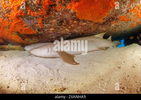 Due squali nutrice, Nebrius ferrugineus, che riposano sotto l'ala di un relitto aereo al largo dell'isola di Saipan, Marianne Settentrionali, Pacifico centrale, Foto Stock