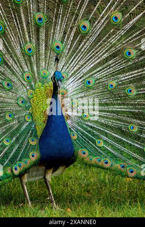 Un pavone maschile mostra le sue splendide piume di coda in un colorato rituale di corteggiamento, che rappresenta la bellezza aviaria e il comportamento naturale. Foto Stock
