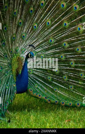 Un maestoso pavone maschile mette in mostra le sue elaborate e colorate piume di coda in un'esposizione completa su uno sfondo verde lussureggiante. Foto Stock