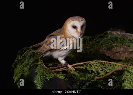Un gufo di fienile prigioniero, Tyto alba, arroccato su rami. Si tratta di un ritratto in studio scattato su uno sfondo nero scuro Foto Stock