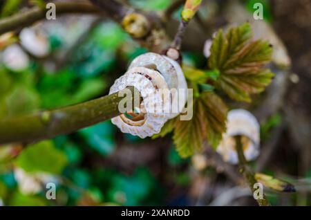 Conchiglie con fori filettati su un ramo di albero a Crawfordsburn, possibilmente un albero desiderante Foto Stock