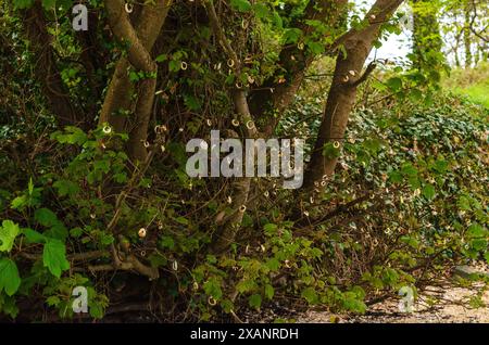 Conchiglie con fori in essi filettati su rami di alberi a Crawfordsburn, possibilmente un albero desiderante Foto Stock