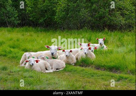 Un gruppo di pecore bianche riposa pacificamente in un lussureggiante prato verde. Le pecore sono sdraiate, alcune con la testa appoggiata a terra. Foto Stock