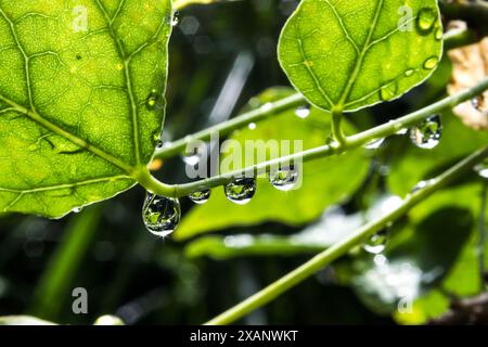 Una serie di gocce su un congedo in un giardino, che riflettono il fogliame circostante e catturano i raggi del sole. Foto Stock