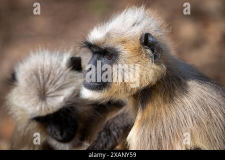Scimmie di langur indiano (Presbytis entellus) Foto Stock