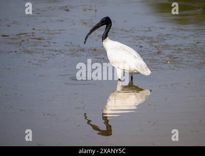 Black-head Ibis (Threskiornis melanocephalus), Tadoba NP, India Foto Stock