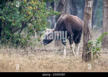 Gaur indiano o Bison Bos gaurus, nutrirsi nella foresta) Foto Stock