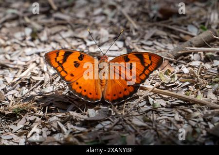 Farfalla da baronetto (Euthalia nais) Foto Stock