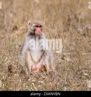 Rhesus Monkey, o Macacque (Macaca mulatta), India Foto Stock