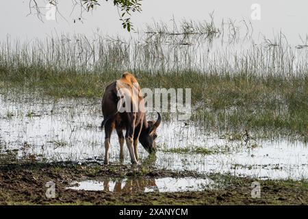 Indiano Gaur o Bison Bos gaurus) nutrendosi al bordo del lago Foto Stock