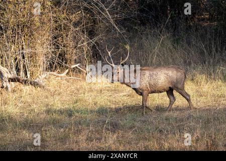 Cervo sambar (Rusa unicolor) Stag Foto Stock