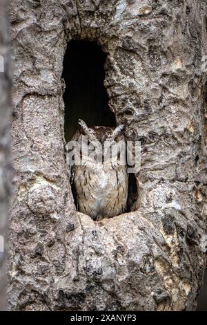 Gufo-palude indiano (Otus bakkamoena bakkamoena) Foto Stock