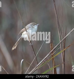 La semplice prinia, wren-warbler (Prinia inornata), India Foto Stock