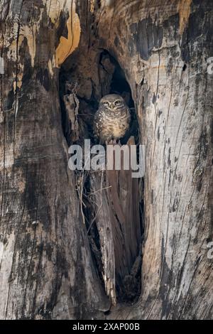 Owlet maculato (Athene brama) a Tree Hole Foto Stock