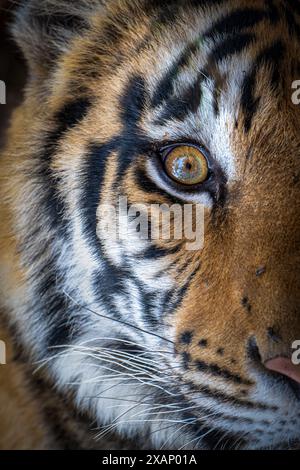 Ritratto reale della tigre del Bengala (Panthera tigris tigris) Ritratto ravvicinato Foto Stock