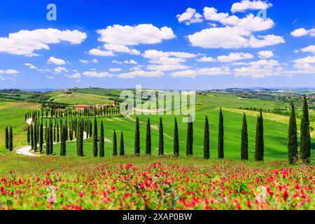 Toscana, Italia. Paesaggio tipico della Val d'Orcia. Foto Stock