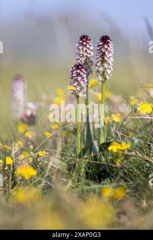 Neotinea ustulata, orchidea selvatica, fotografata nell'Appennino italiano ad altitudini elevate. Abruzzo, Italia. Foto Stock