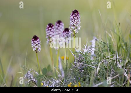 Neotinea ustulata, orchidea selvatica, fotografata nell'Appennino italiano ad altitudini elevate. Abruzzo, Italia. Foto Stock